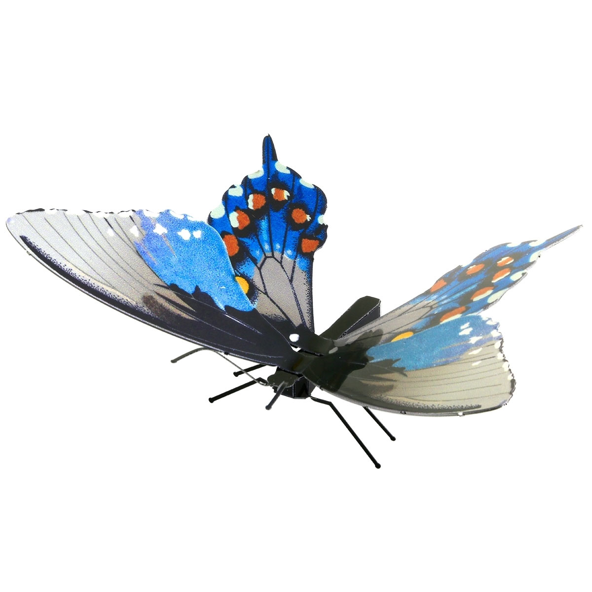 Schmetterling Pipevine Swallowtail