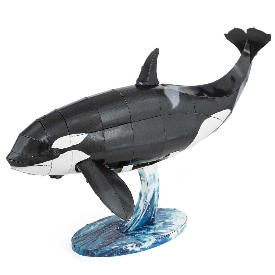 Orca (Killer Whale)